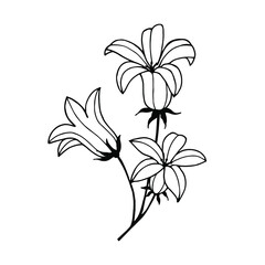 Bells flowers. Vector stock illustration eps10. Hand drawing, outline. Isolate on a white background. 
