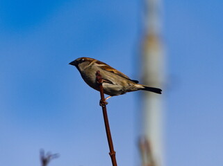 The house sparrow (Passer domesticus) sitting on a twig