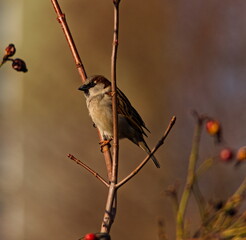 The house sparrow (Passer domesticus) sitting on a twig