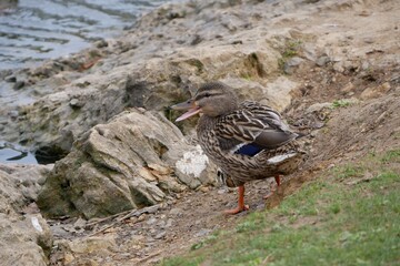 Canard Colvert femelle qui pousse des cris. Canard avec le bec ouvert