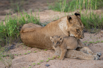 Fototapeta na wymiar A female Lion and her 6 week old Lion cub seen on a safari in South Africa