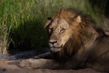 Portrait of a male Lion seen on a safari in the Kruger National Park