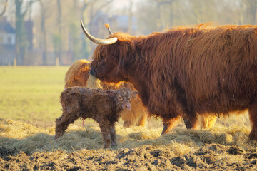 close up of a newborn calf of a scottish highlander in a herd with the mother contained in soft...