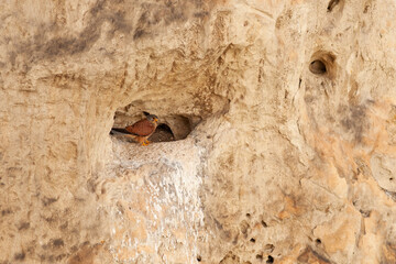 Common Kestrel Falco tinnunculus. sitting in a mountain niche