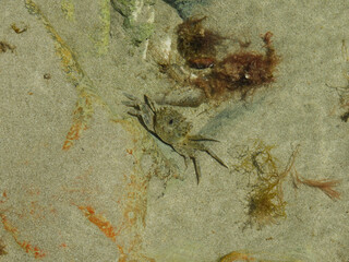 Cangrejos chicos en la orilla del mar