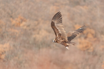 Fototapeta na wymiar Flying black vulture Aegypius monachus. Close up