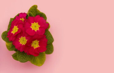 Red violet flower with green leaves on a pink background with place for text. View from above.
