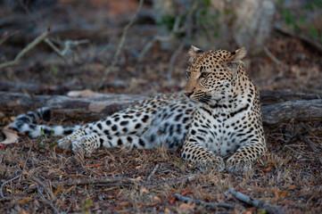 A wild leopard seen on a safari in Kruger National Park