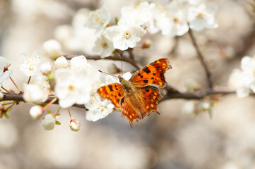 A butterfly sits on a branch of a flowering tree