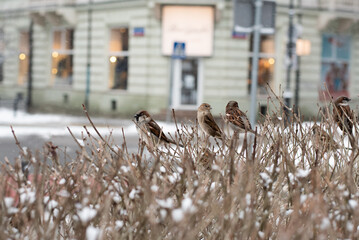 Flock of sparrows perched on a branch in the winter singing to themselves; Group of small birds sitting in a row on a branch
