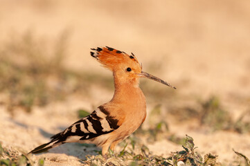 hoopoe Upupa epops standing in a beautiful light © Tatiana