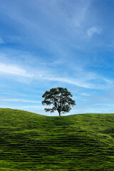 pasture landscape with green grass, tree on top of the hill and blue sky with clouds - 417702456