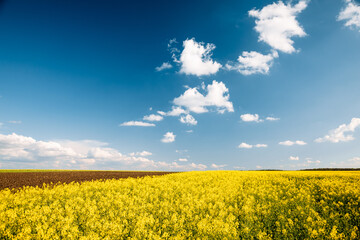 Bright yellow canola field and fluffy white clouds on a sunny day.