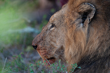 Portrait of a male Lion seen on a safari in the Kruger National Park