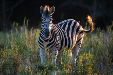 A Zebra seen on a safari in South Africa