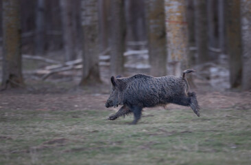 Wil boar running in forest