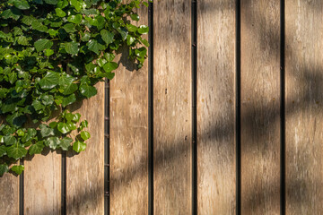 wooden fence with a plant in a corner