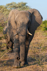 Naklejka na ściany i meble African Elephants seen on a safari in South Africa