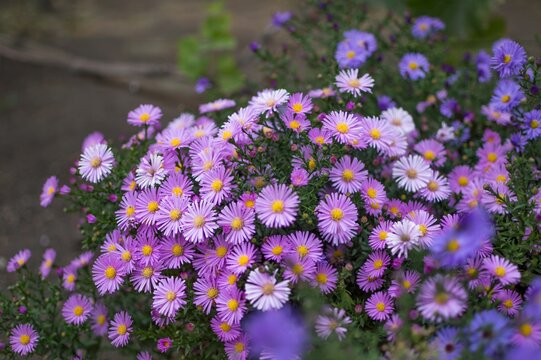 Perennial lilac dwarf aster (Symphyotrichum dumosum). 