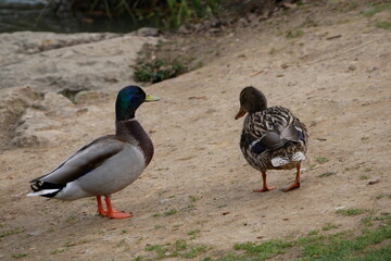Canards Colvert mâle et femelle heureux de se retrouver