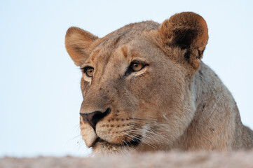 A portrait of a female lion seen on a safari in South Africa