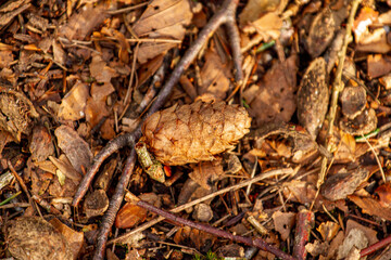 Jolie pive dans la nature