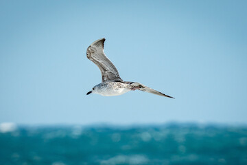 seagull