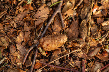 Jolie pive dans la nature