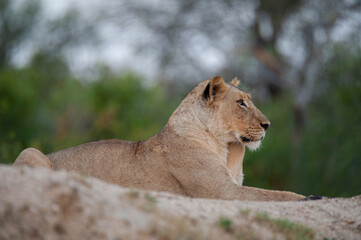 A portrait of a female lion seen on a safari in South Africa