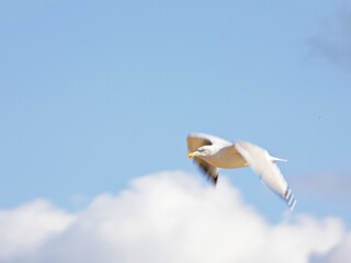 Möwe im Flug