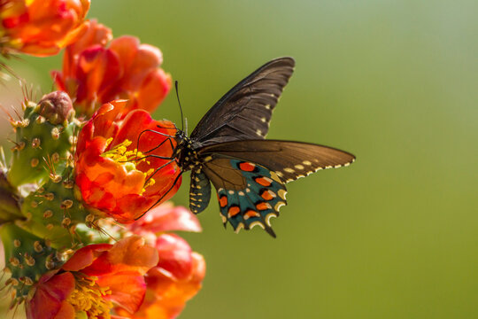 USA, Arizona, Sonoran Desert. Pipevine swallowtail butterfly on blossom.