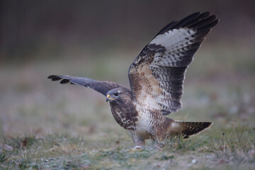 Buse variable Buteo buteo au sol