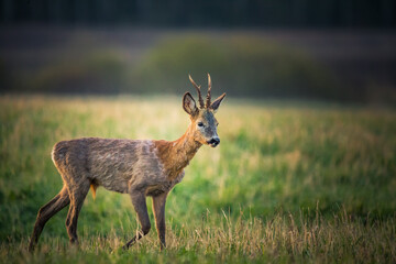 A beautiful portrait of young adult roe deer buck during spring sunrise. Springtime scenery of a male roe deer.