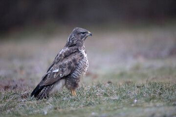 Buse variable Buteo buteo au sol