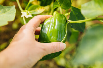 Gardening and agriculture concept. Female farm worker hand harvesting green fresh ripe organic bell pepper in garden. Vegan vegetarian home grown food production. Woman picking paprika pepper