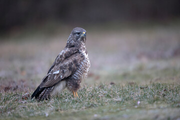 Buse variable Buteo buteo au sol