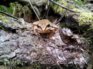 frog