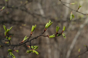 the first green leaf on a branch in spring