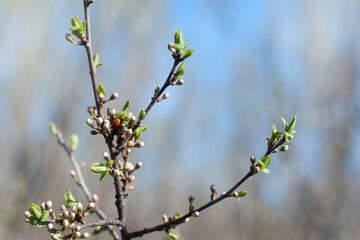 green leaves and flower buds on a branch in spring