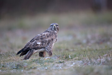 Buse variable Buteo buteo au sol
