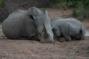 2 White Rhinos seen on a safari in South Africa