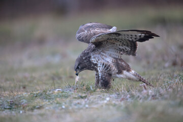 Buse variable Buteo buteo au sol