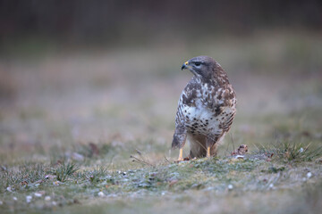 Buse variable Buteo buteo au sol