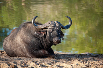 Naklejka premium Cape Buffalo lying at a waterhole on a safari in South Africa