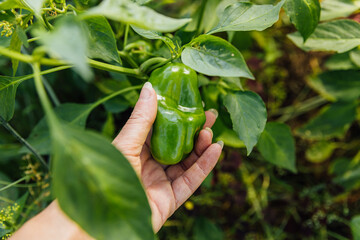 Gardening and agriculture concept. Female farm worker hand harvesting green fresh ripe organic bell pepper in garden. Vegan vegetarian home grown food production. Woman picking paprika pepper