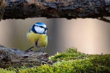 Blue tit (Parus caeruleus), perched on tree stump in natural habitat Cyanistes caeruleus  Bluetit resting on a branch