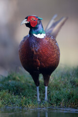 Faisan de Colchide mâle Phasianus colchicus en gros plan