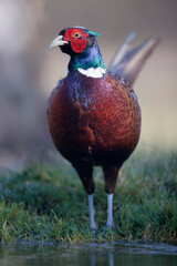Faisan de Colchide mâle Phasianus colchicus en gros plan