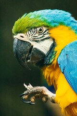 Guacamayo azul-amarillo, retrato rostro