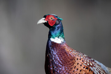 Faisan de Colchide mâle Phasianus colchicus en gros plan